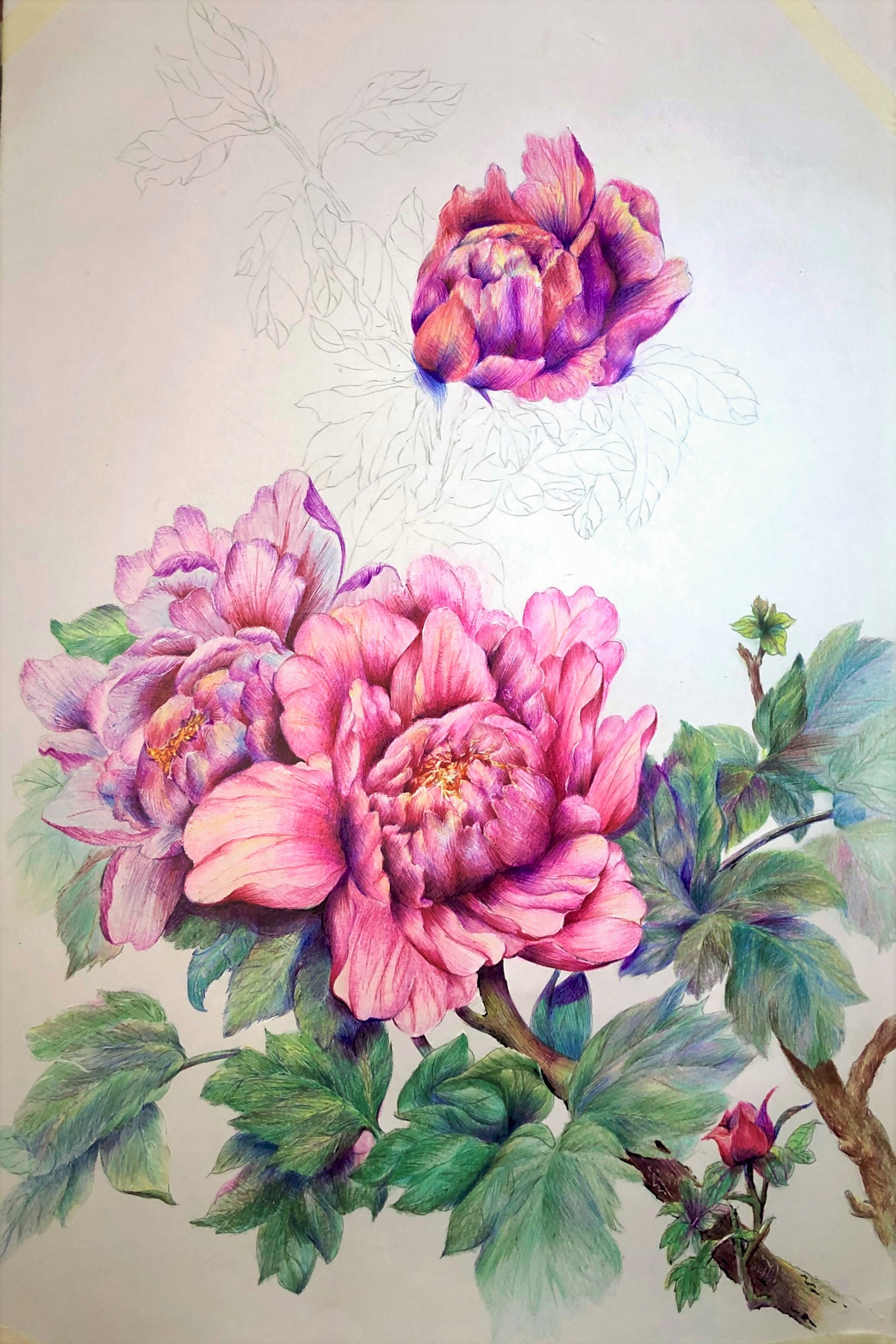 圆珠笔画牡丹教学,圆珠笔画牡丹的画法