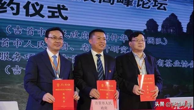 湘西黄金茶叶,湘西的黄金茶中国排名