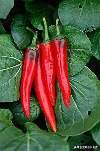 护眼精美壁纸图片大全,各种精彩护眼纯色壁纸大屏