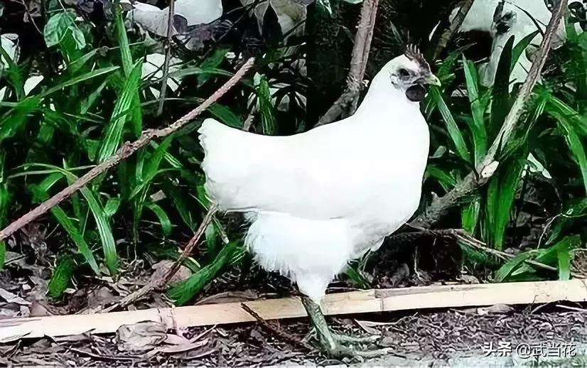 十堰郧阳区以后发展,十堰郧阳区前景