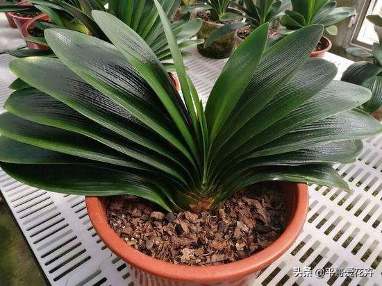 “3种花”冻伤不要扔，教你这样做，快速恢复生机，很有观赏性