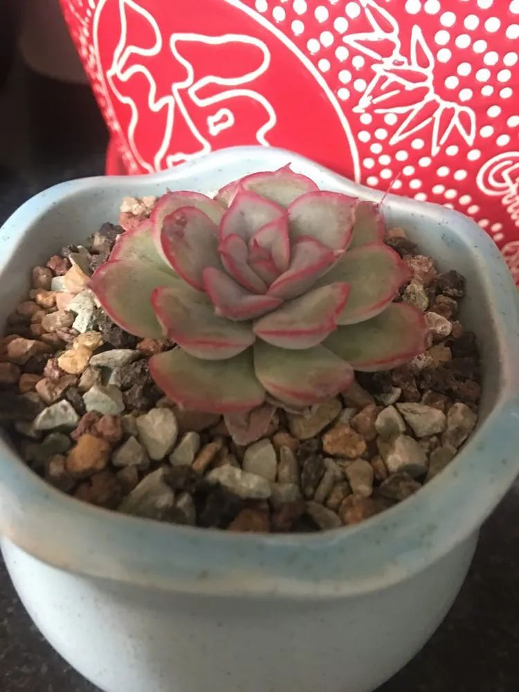 2021牛转乾坤砥砺前行,2021年牛转乾坤时来运转