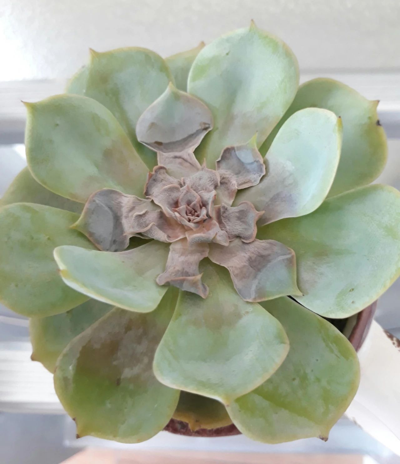 让多肉盆栽蓬勃生长的6个妙招,多肉盆栽夏季怎么养护