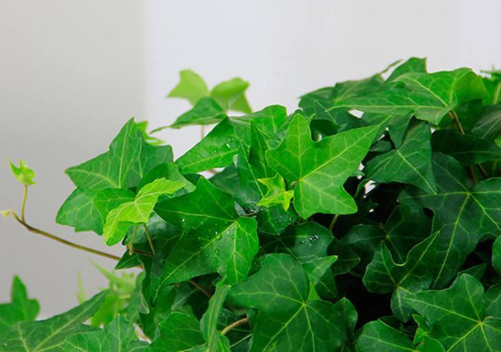 常春藤怎么养成老桩,常春藤不悬挂怎么养护