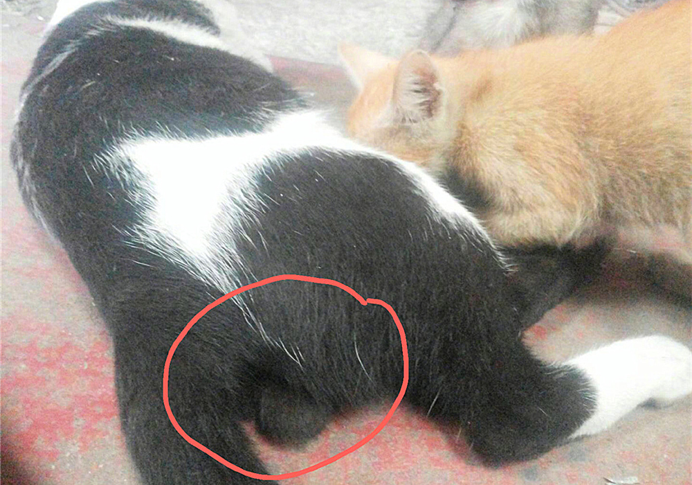 猫咪界的父亲带娃系列！为了让娃不哭，猫爸爸竟让小猫吸自己的奶