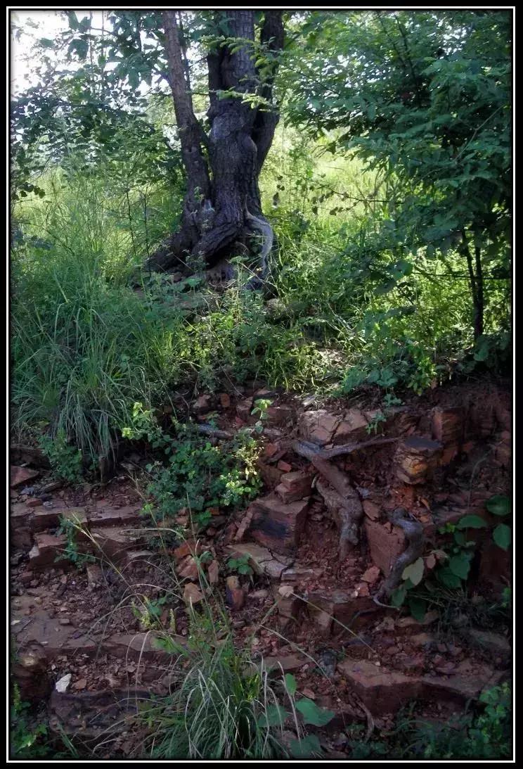 紫檀为什么那么多猫腻,紫檀的真实图片