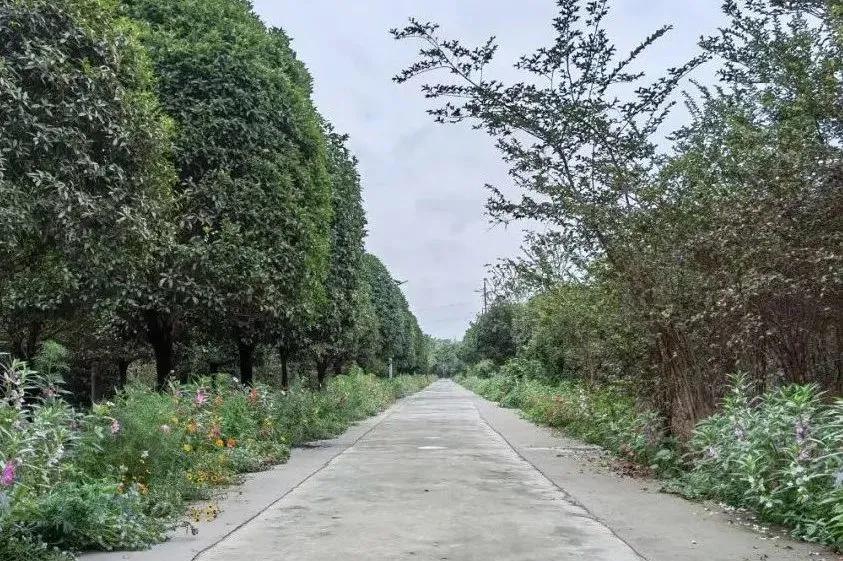 幸福成都奖组数据,幸福成都点赞郫都