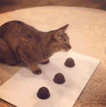 猫咪猜杯子游戏第三关,猫猜杯子游戏