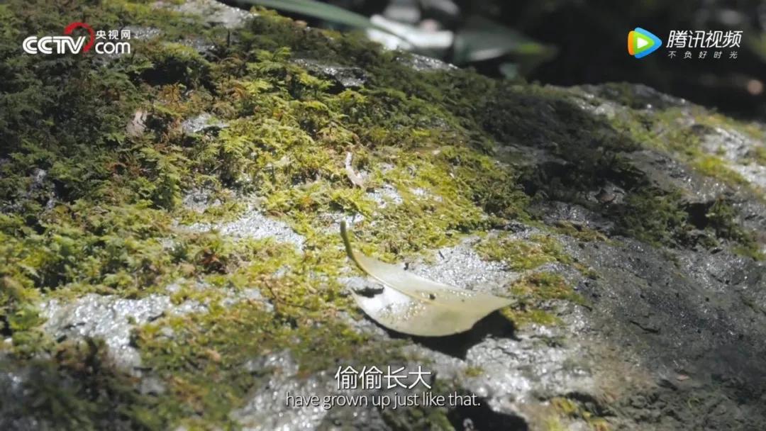 豆瓣9.2,看完这部纪录片,就像过了一生