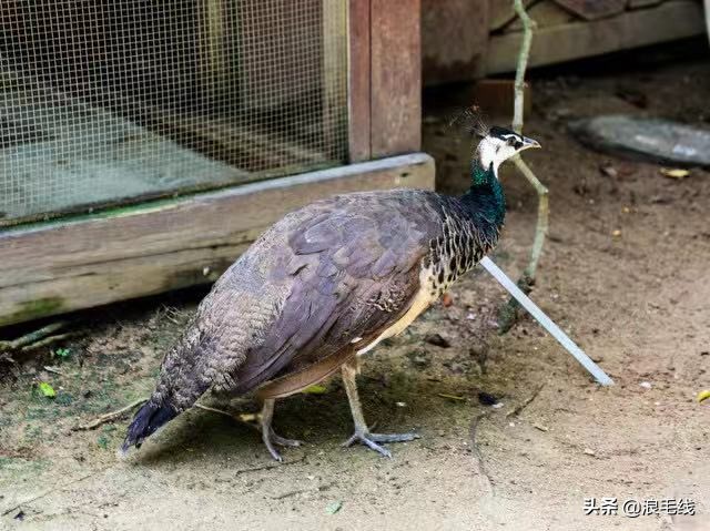 三亚丽思卡尔顿可以参观吗,三亚丽思卡尔顿适合带孩子吗