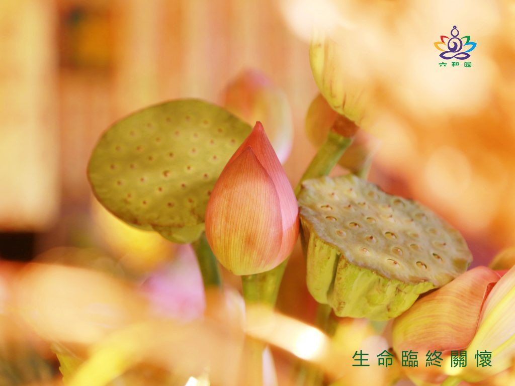 临终关怀让生命有尊严地谢幕,临终关怀让老人有尊严的度过余生