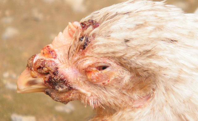 得了鸡痘的鸡可以用鸡痘疫苗吗,鸡身上长鸡痘可以吃吗