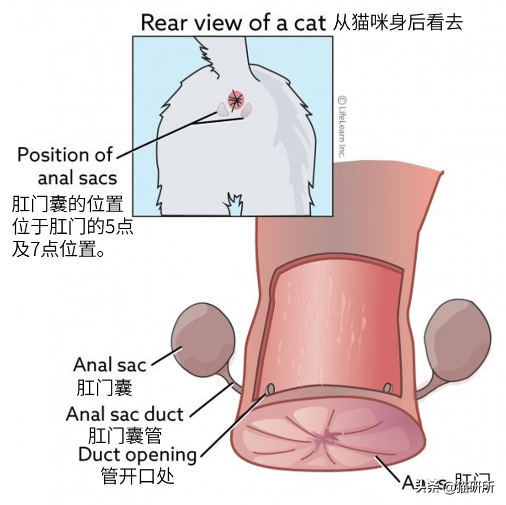 猫咪一定要挤肛吗,猫咪要不要定时挤肛腺