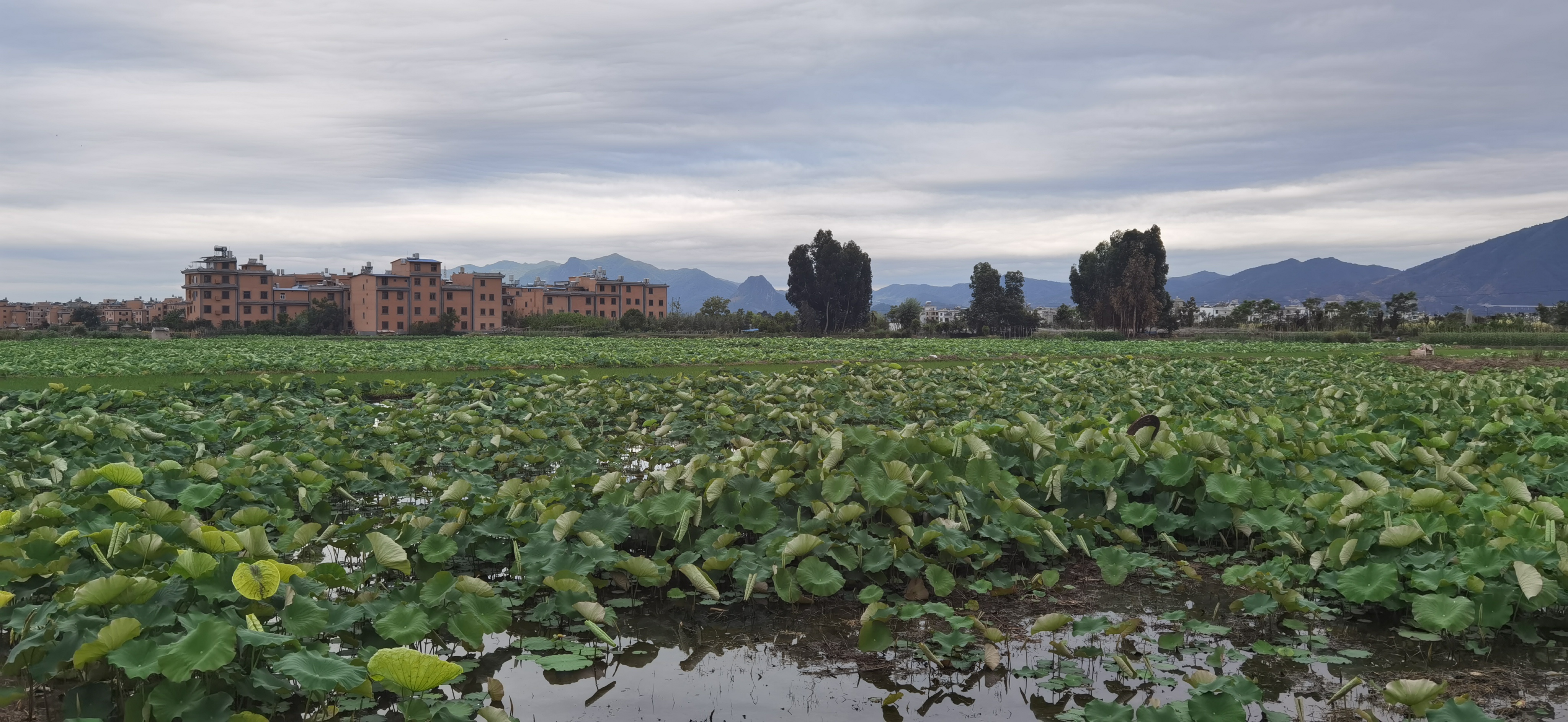 抚仙湖哪里吃铜锅鱼实惠,抚仙湖湖边哪里的石锅鱼最好吃