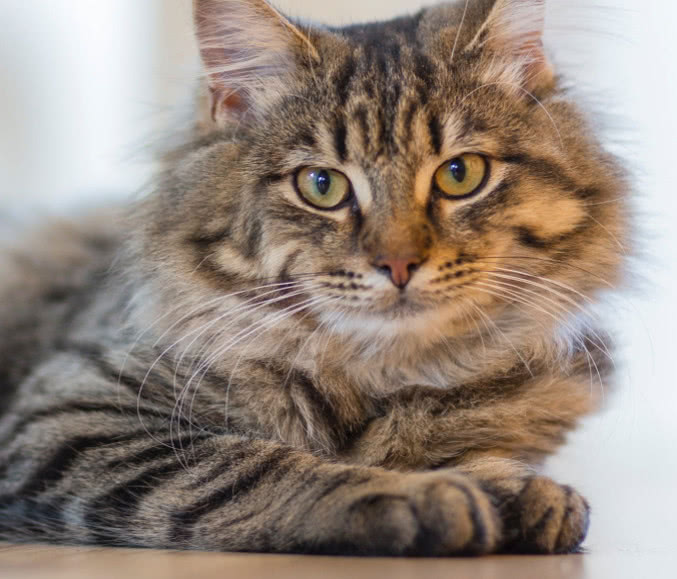 猫咪的肉垫有哪些,猫咪的肉垫特别红