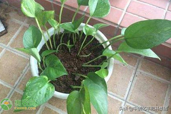 绿萝冻伤怎么快速补救,冻伤的绿萝怎么补救