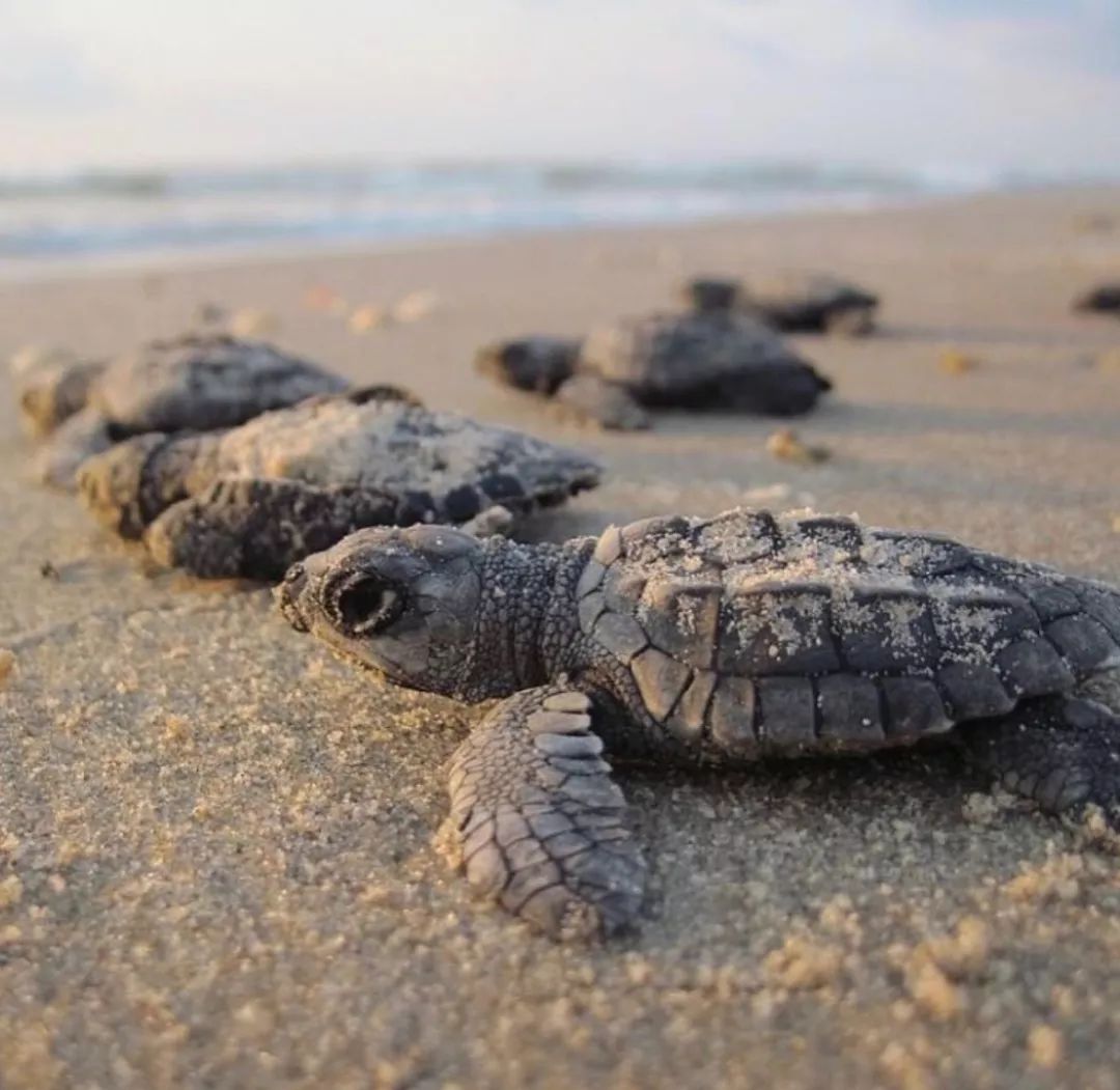 一场生命的冒险,一场关于勇气的冒险