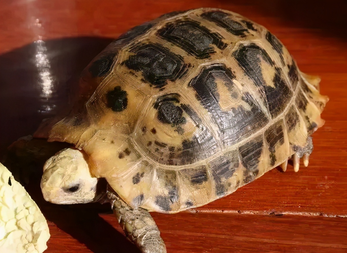 各种龟类图片大全大图,龟类展示会