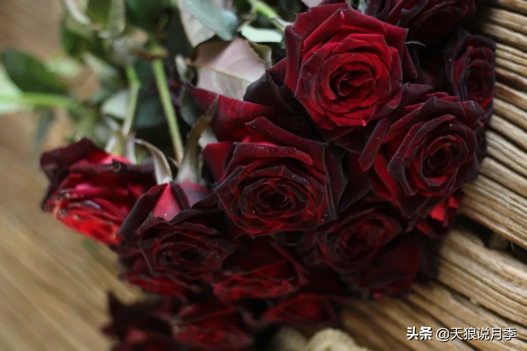 优雅女士月季花,奇葩月季品种图片