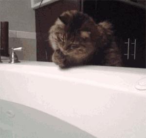 导致猫咪死亡率最高的疾病,猫咪尿道感染是什么原因引起的