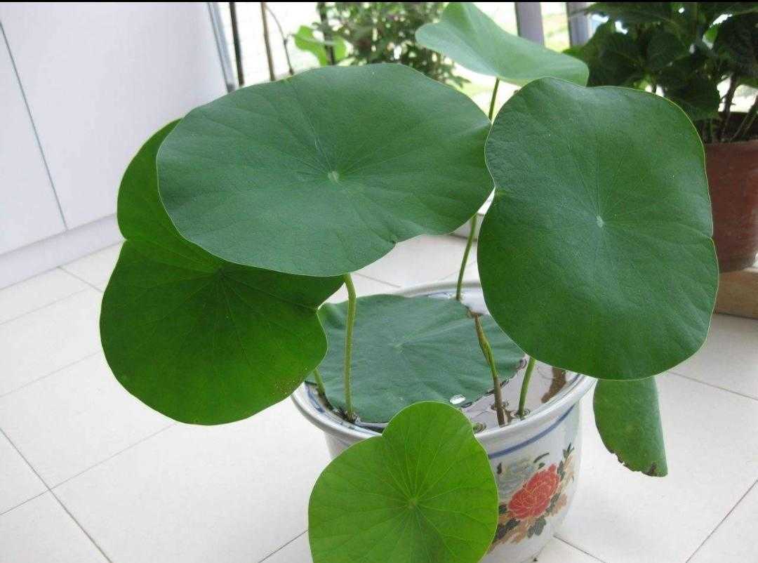 碗莲水培植物,碗莲植物