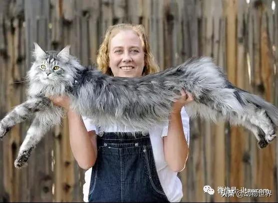 世界各国国宝级动物,世界各地的名贵动物