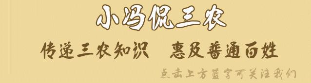 立春过后哪几种野菜好吃,立春后吃什么野菜长得快