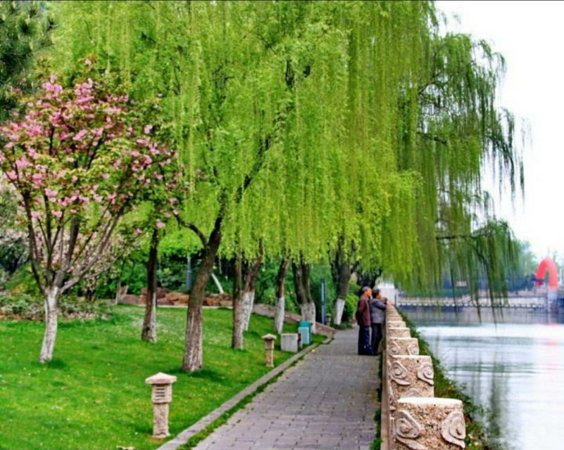 贺知章最著名的十首诗咏柳,咏柳贺知章简单赏析