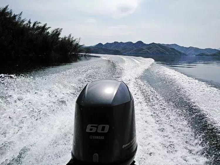 六安霍山蝙蝠洞茶叶,安徽六安蝙蝠洞瓜片