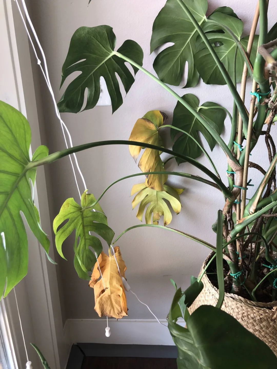 龟背竹叶子发黄的原因和解决方法,龟背竹叶子发黄怎么办水培