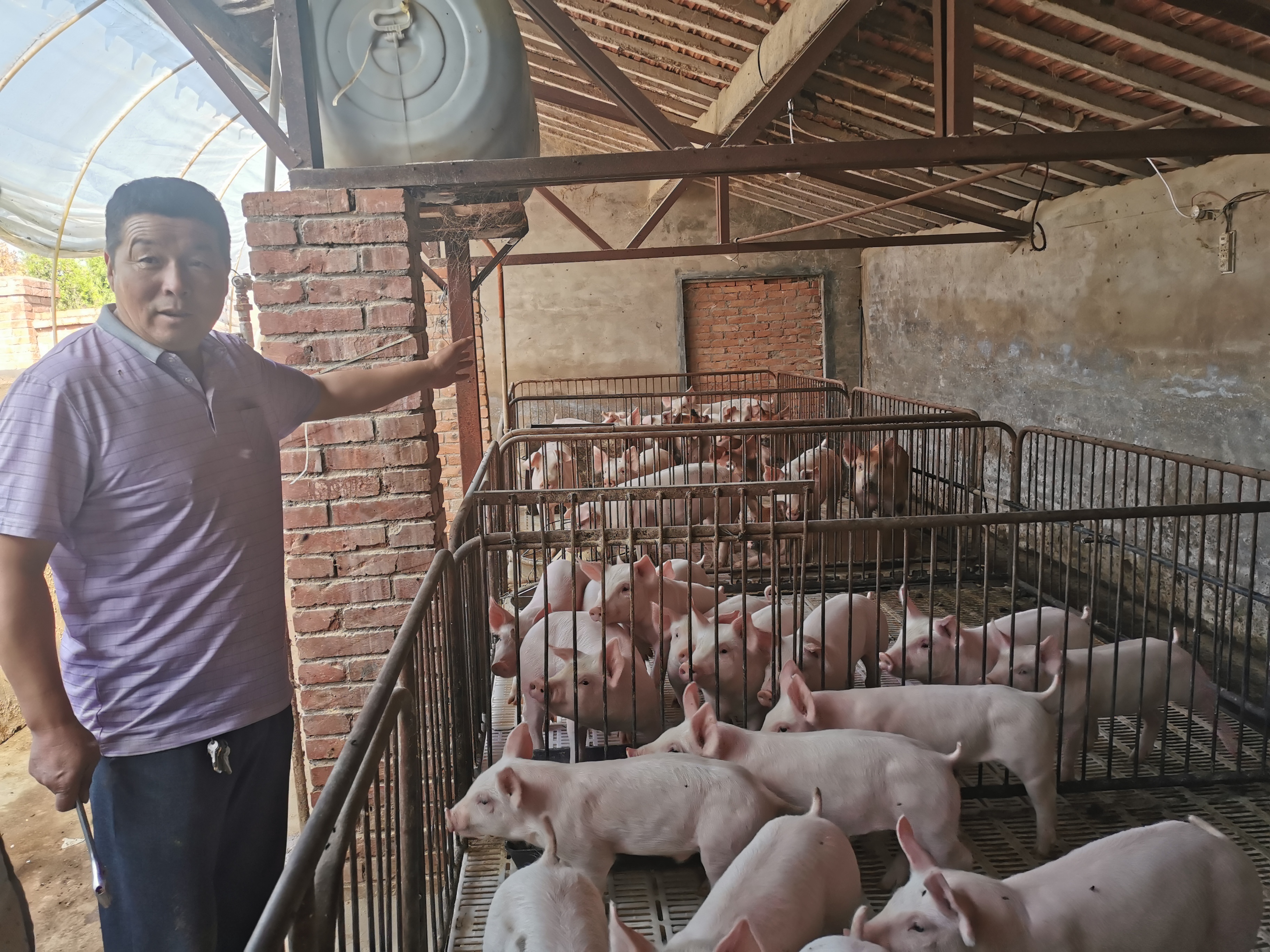 灵台：李忠学的养猪致富经