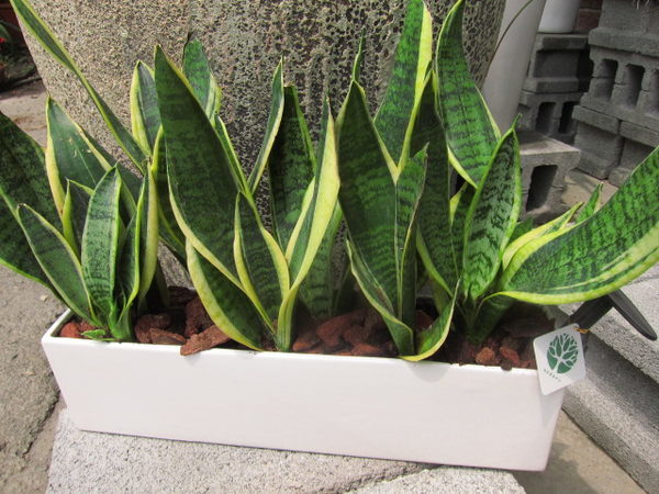 虎皮兰怎么养才能长得更好,虎皮兰怎么养能越长越旺