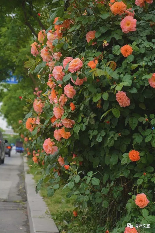 花满青州——初夏清浅微风起，蔷薇月季满城香