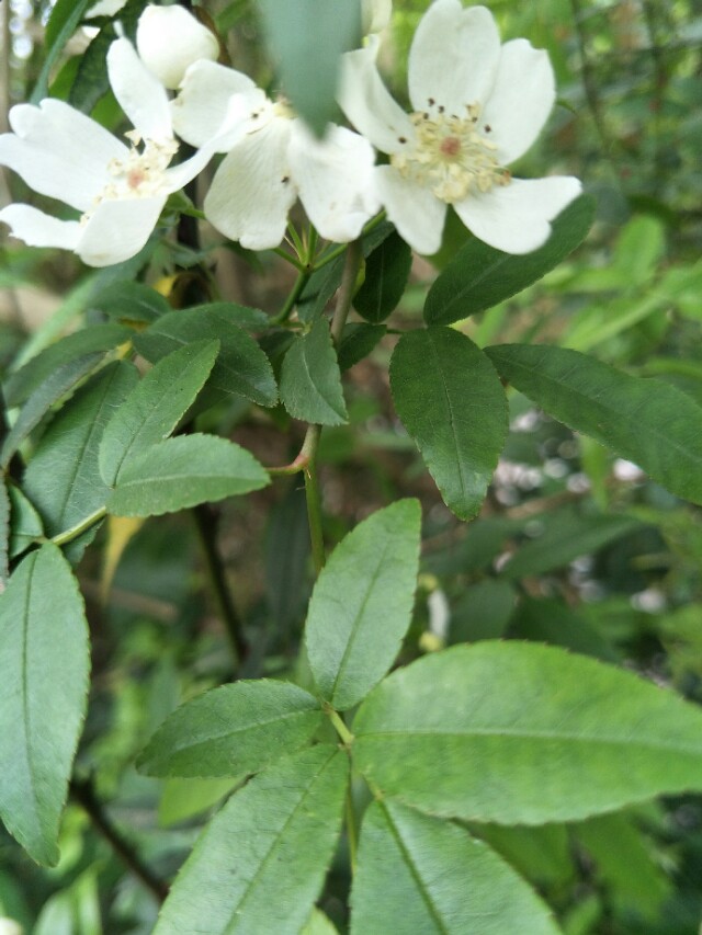野外的石头能捡回家吗,野外的水烧开了能喝吗