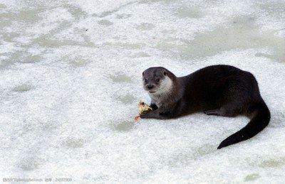 东北林场趣闻轶事,东北林场的趣事