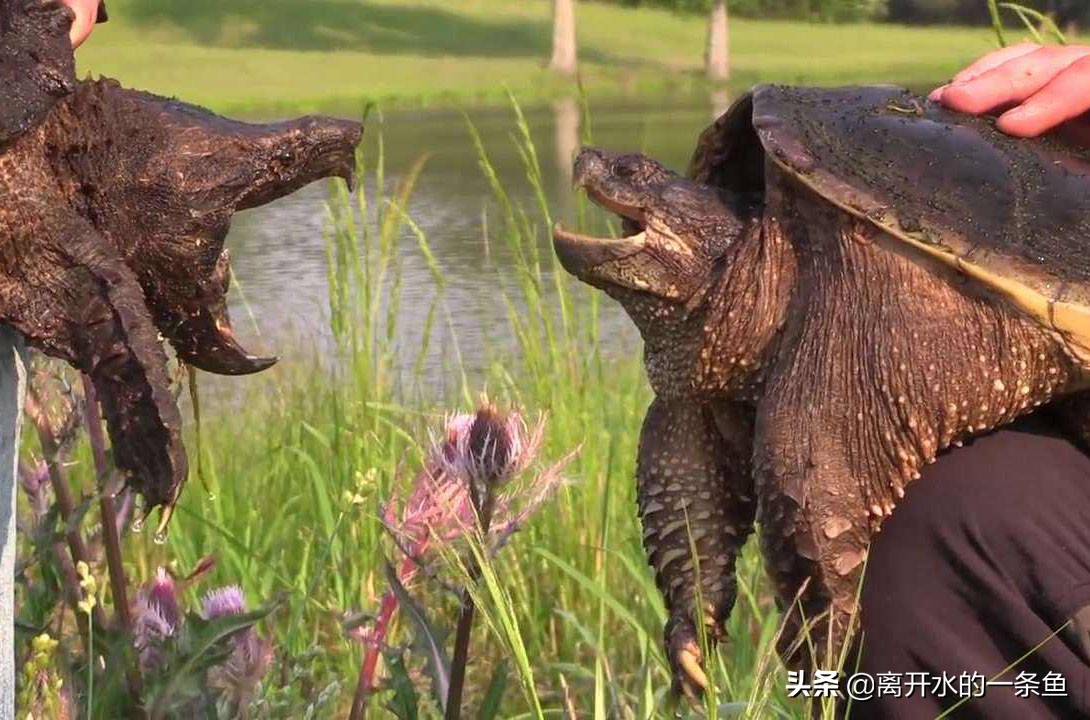 鳄龟怎么养龟背上才能长刺,鳄龟怎么养视频教程