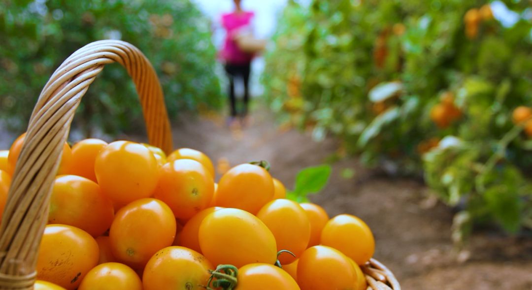 祥和庄园一日游,享受美食和田园风光的完美之旅