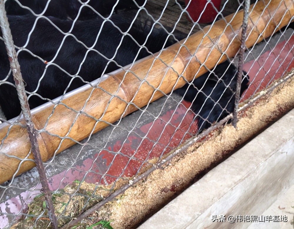 养殖黑山羊补贴,黑山羊喂什么料最好