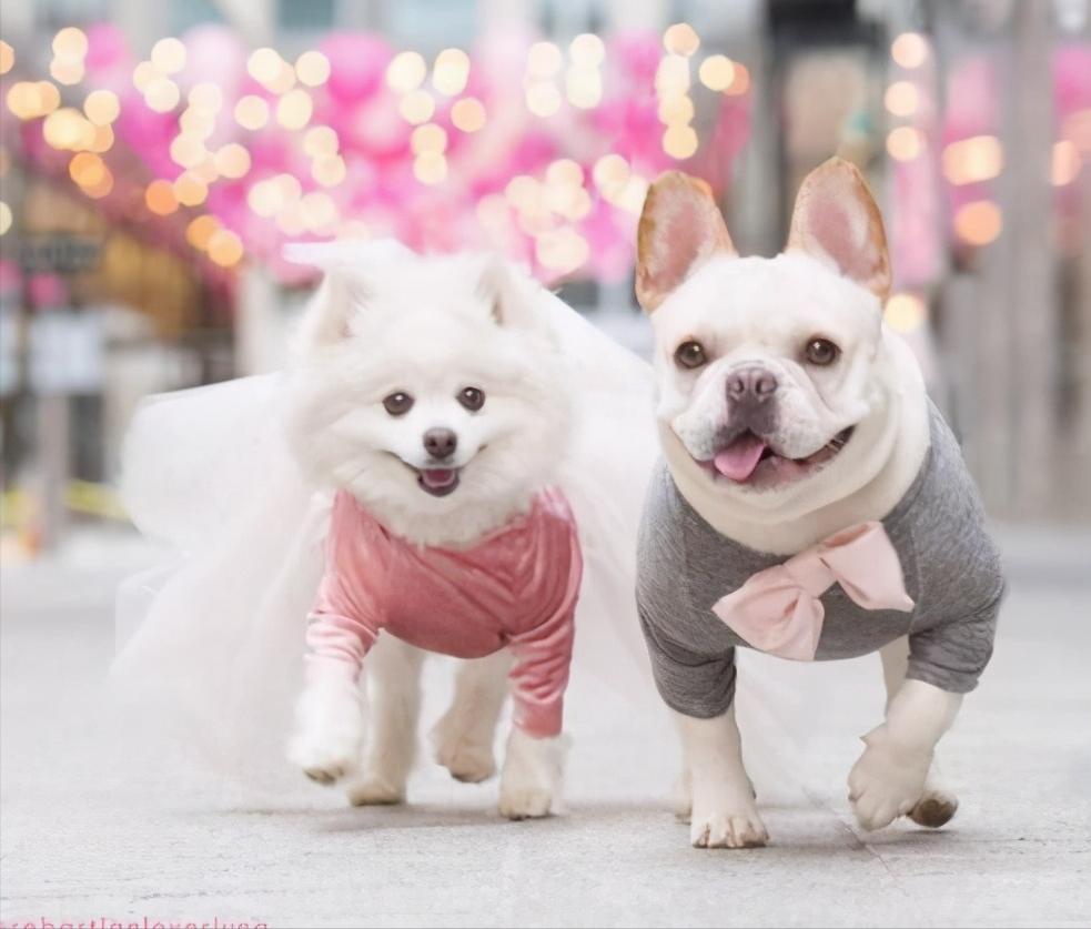 关于“狗狗发情期”的这些事，你需要知道