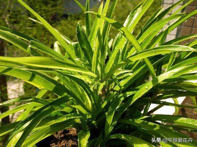 植物严重冻伤太阳晒可以怎么挽救,植物冻害补救最佳方法