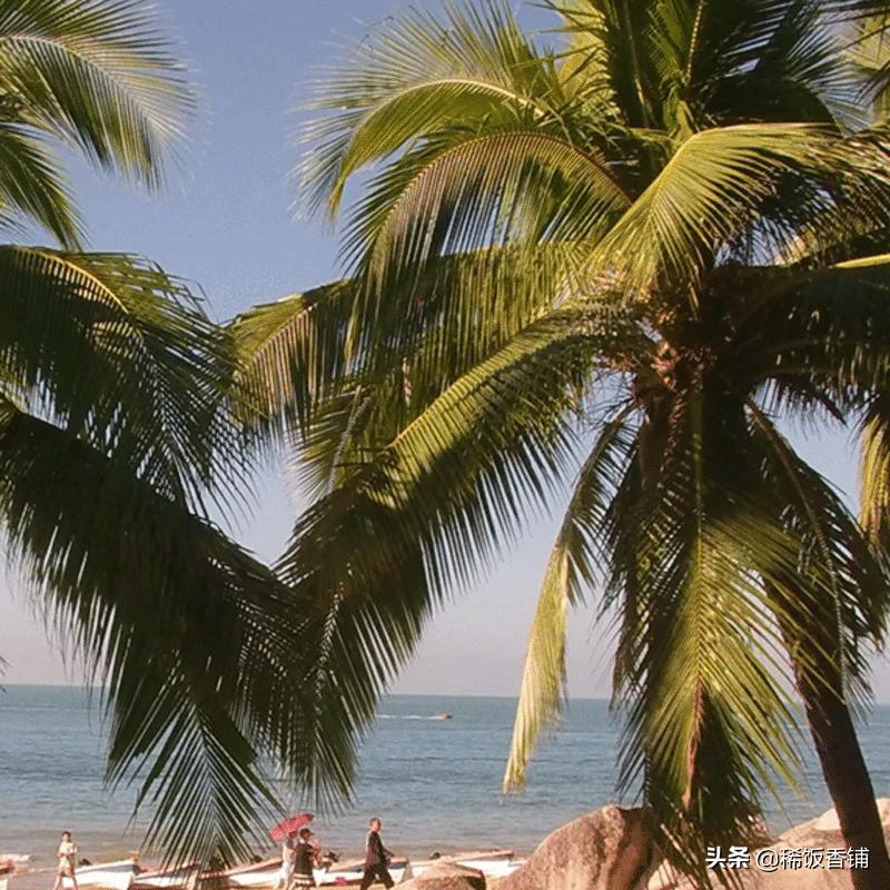 沉香为什么价格差别那么大,一两沉香百两金沉香为啥这么贵