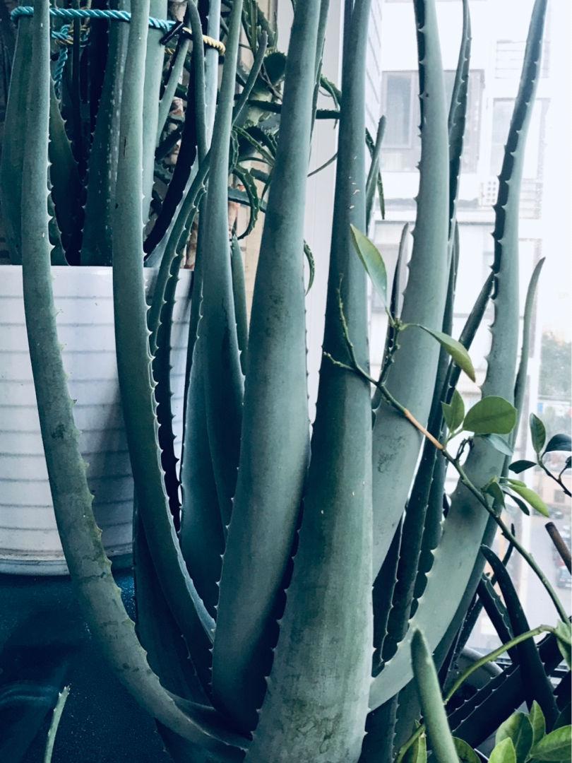 盆栽芦荟在室内夏季高温怎么浇水,芦荟冬季怎么浇水才能让它长大呢