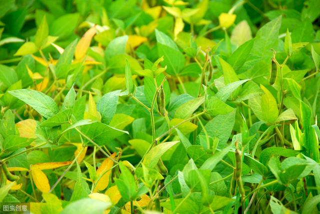 大豆主要病虫害及防治,大豆病虫害如何预防