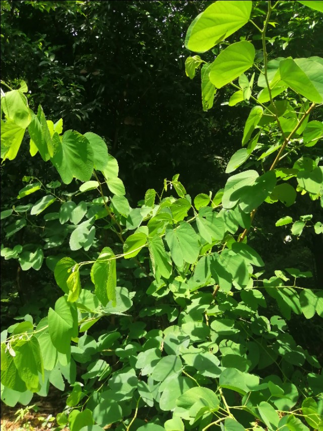 东莞旗峰公园掠影,东莞旗峰公园大体俯视图片