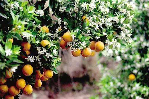 年桔的风水作用,年桔有哪些意义