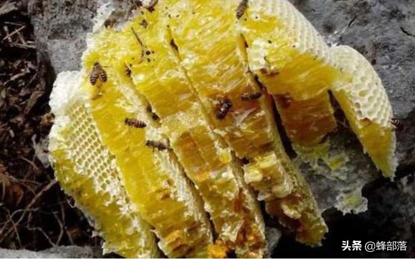 三十年养蜂人传授养蜂秘诀,初学养蜂者如何进入养蜂的高境界
