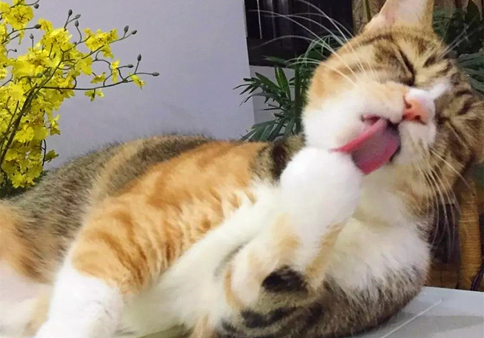 猫咪误食异物应该怎么办,猫咪误食异物会有什么反应