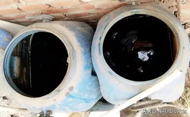 这几种花爱喝水越浇水长得越旺盛,这几种花草浇水浇不对越养越不好