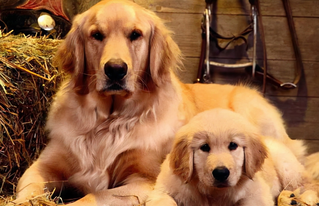 拉布拉多和金毛哪种狗好养,拉布拉多和金毛该怎么选