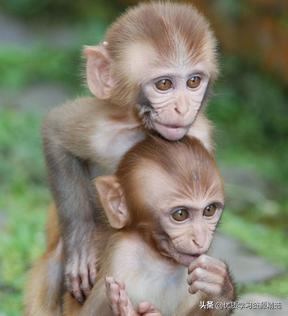 英文招聘编辑广告范文,英语招聘广告作文句子